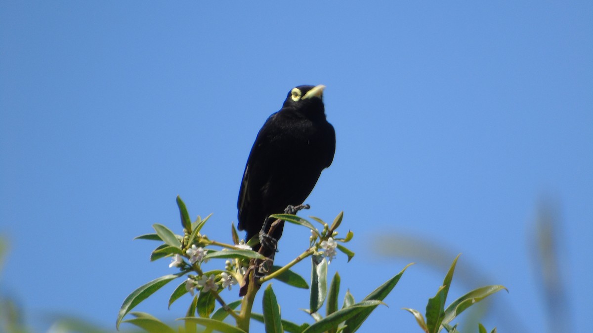 Spectacled Tyrant - ML618387105