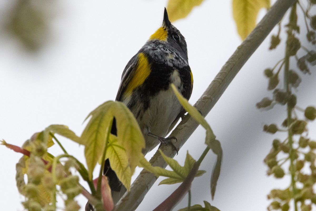 Yellow-rumped Warbler (Audubon's) - ML618387109