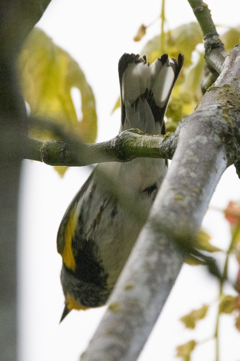 Yellow-rumped Warbler (Audubon's) - ML618387110