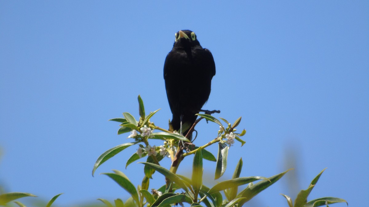 Spectacled Tyrant - ML618387111
