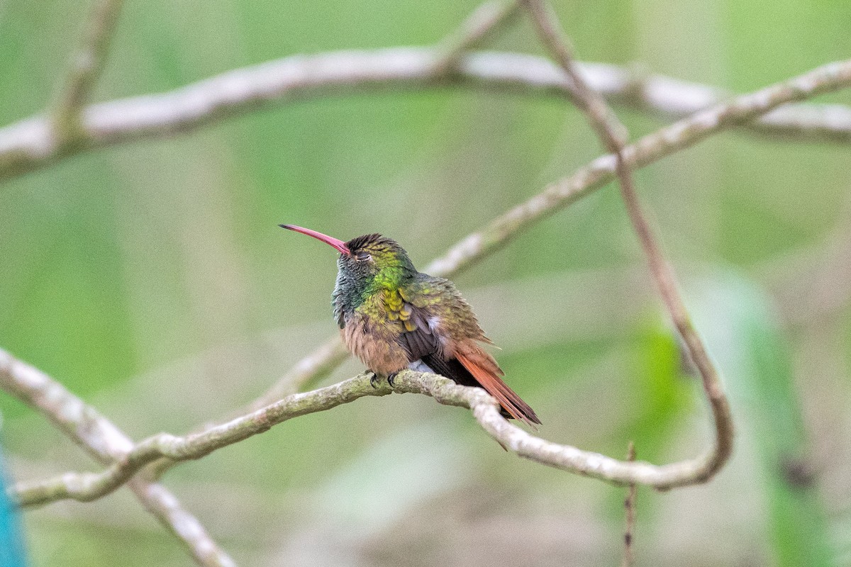 Buff-bellied Hummingbird - ML618387117