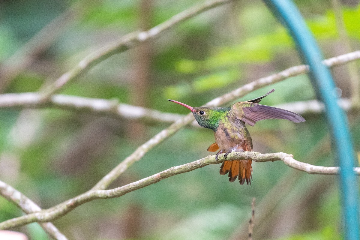 Buff-bellied Hummingbird - ML618387118