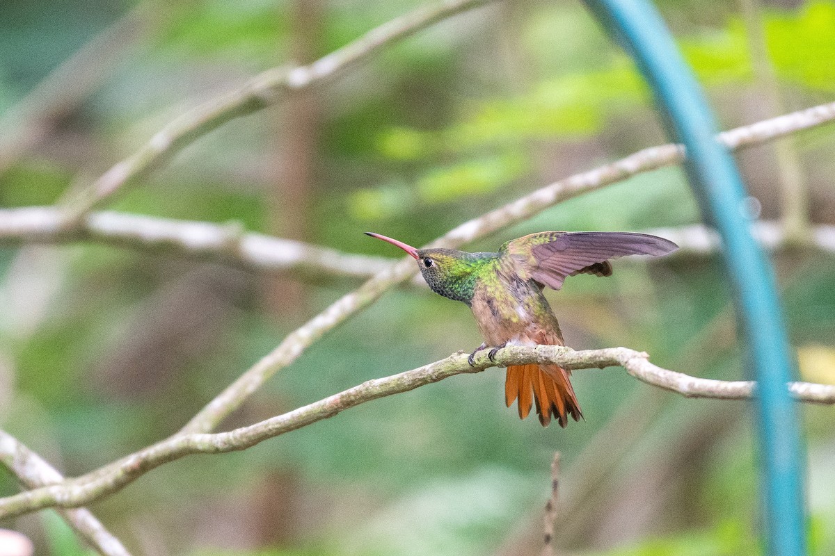 Buff-bellied Hummingbird - Thomas Carlile