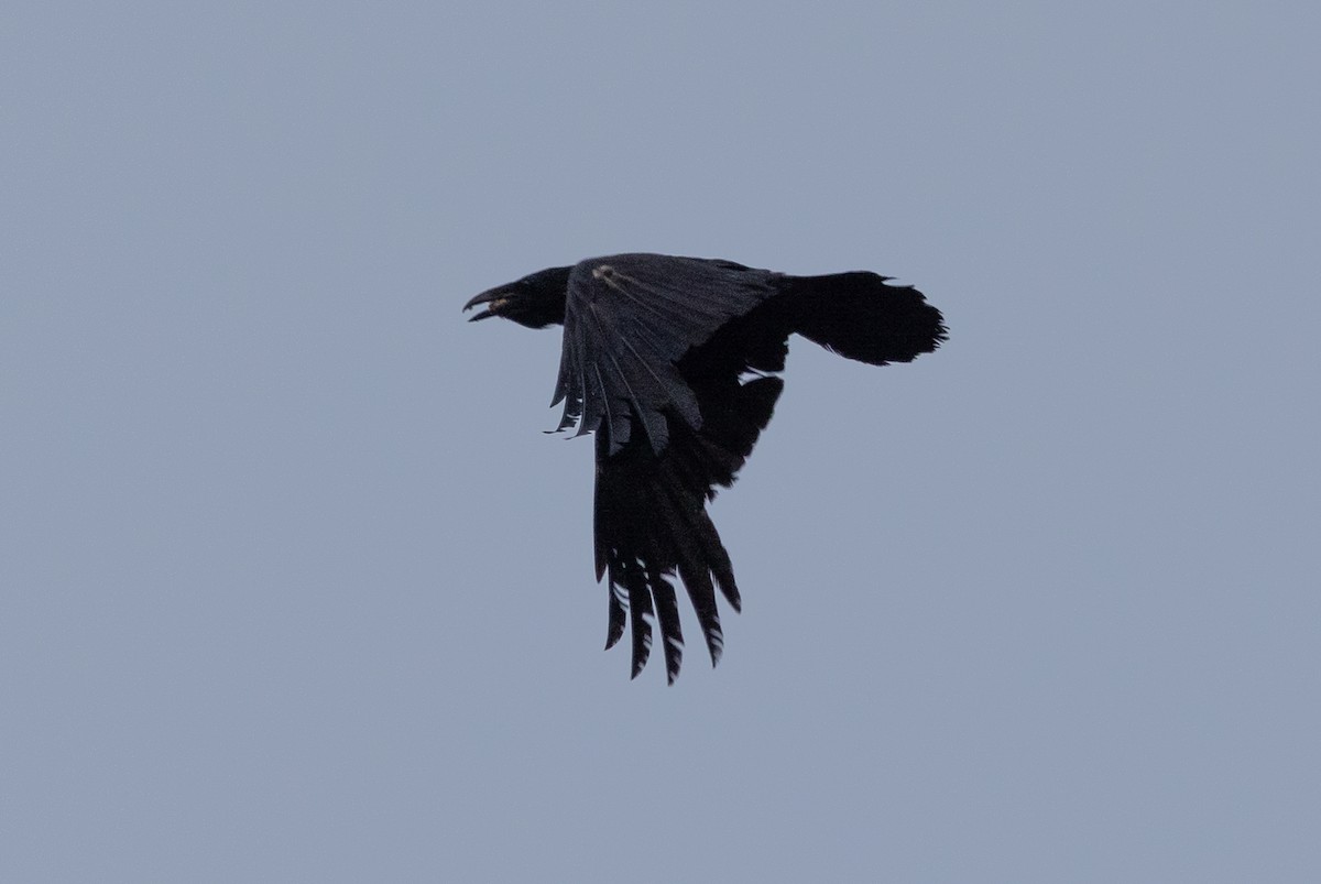 Common Raven - John Reynolds