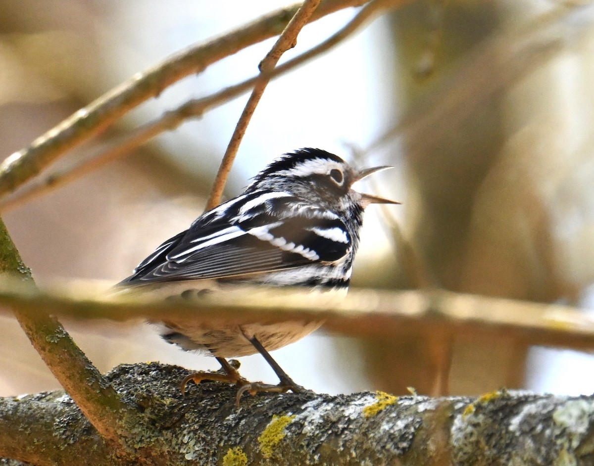 Black-and-white Warbler - ML618387150