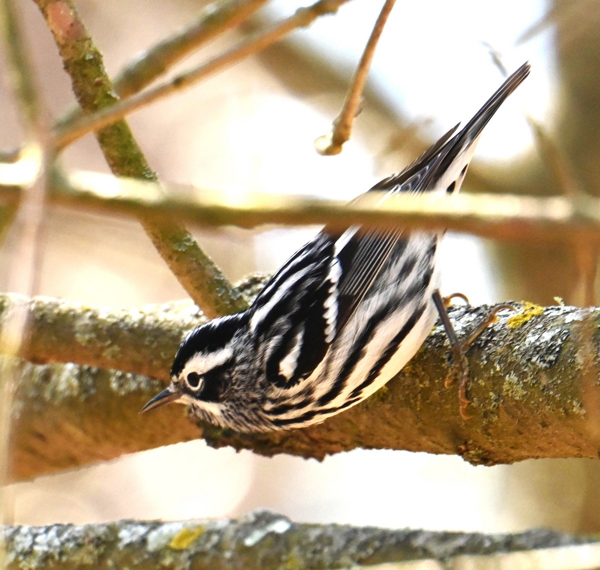 Black-and-white Warbler - ML618387151