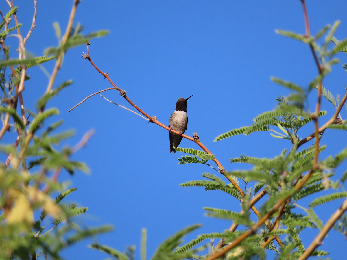Black-chinned Hummingbird - ML618387174