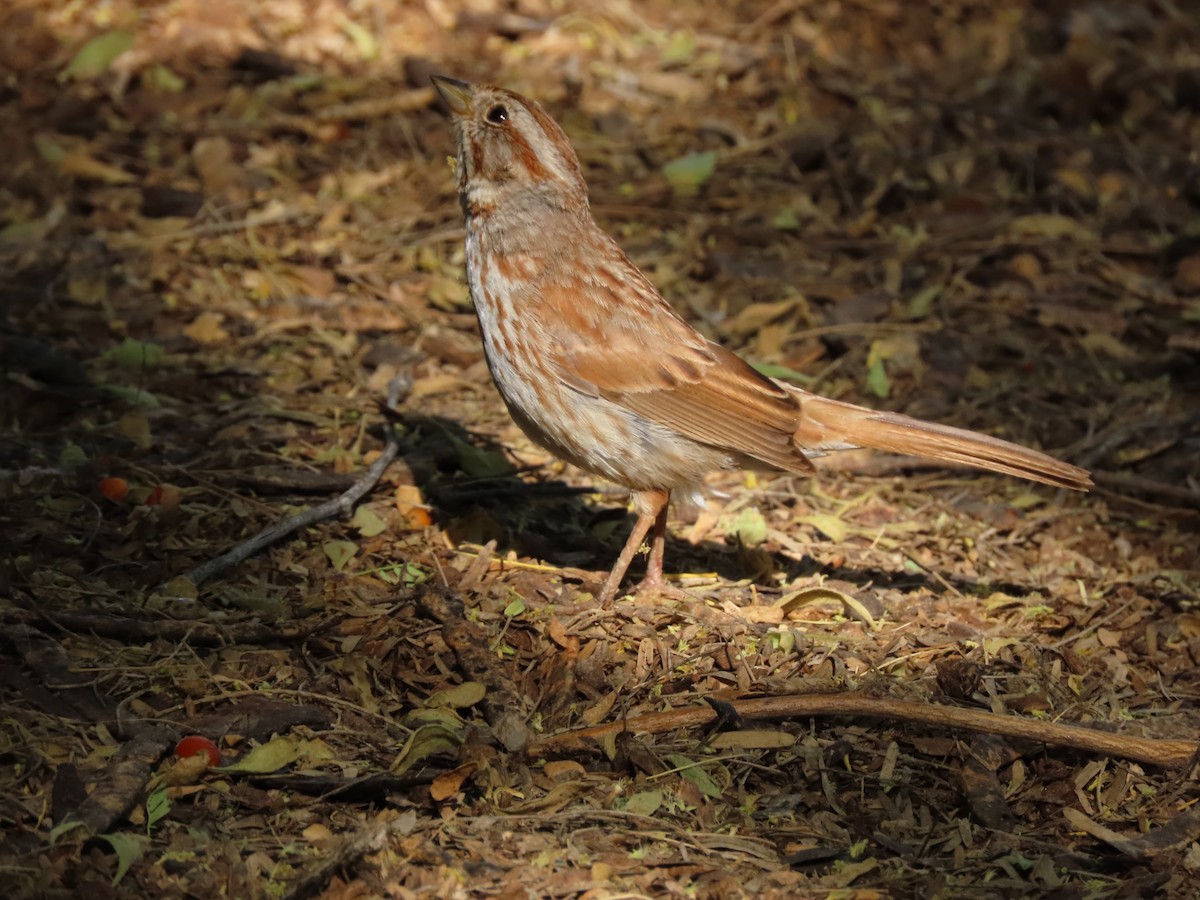 Song Sparrow - Jerry Smit