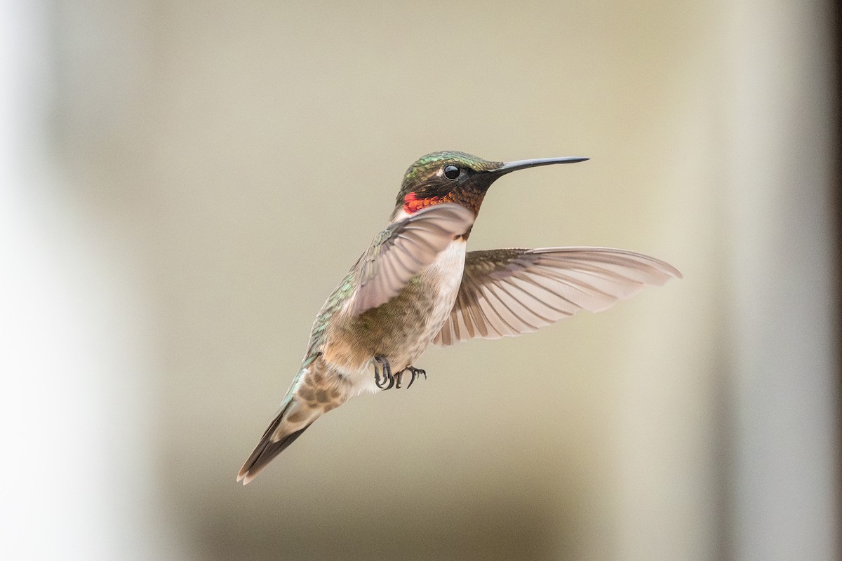 Ruby-throated Hummingbird - ML618387198
