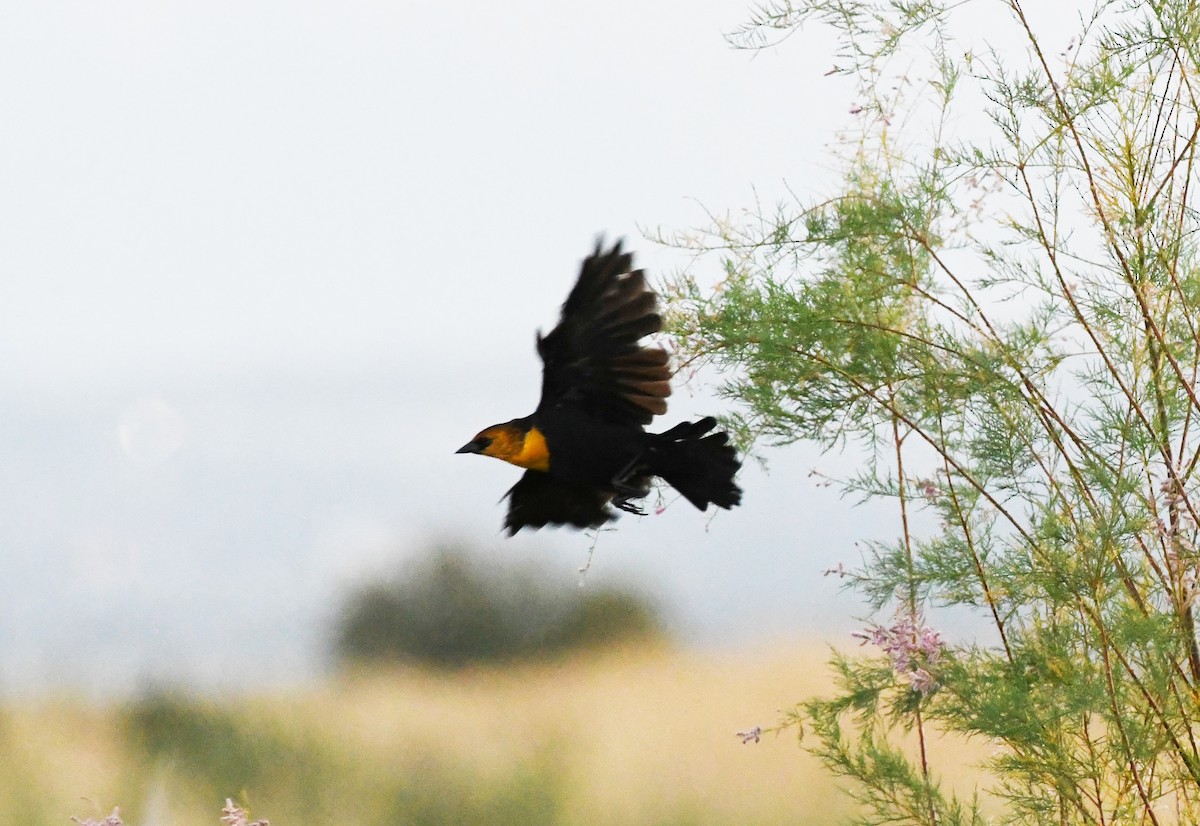 Yellow-headed Blackbird - ML618387207