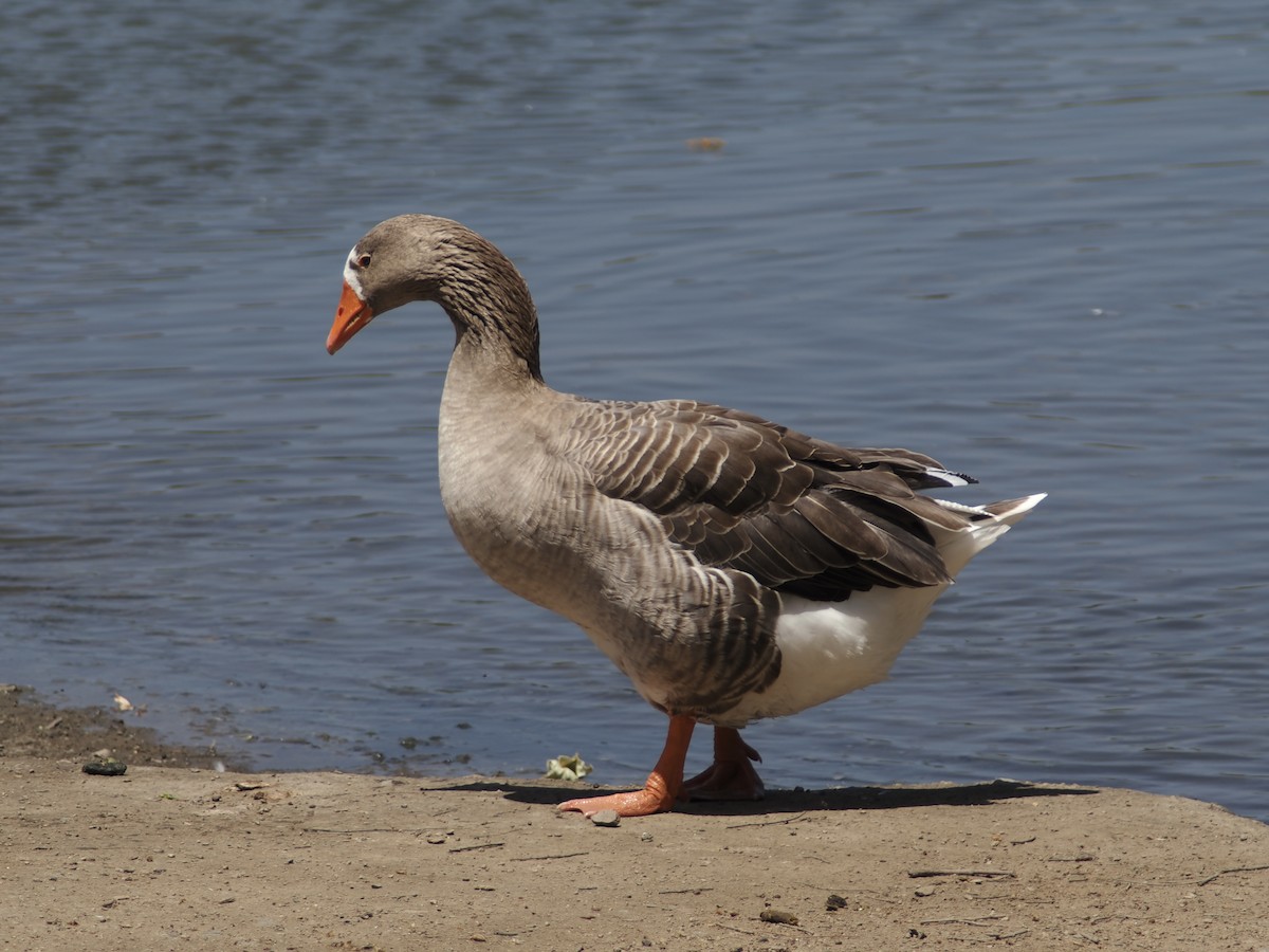Graylag Goose (Domestic type) - ML618387215