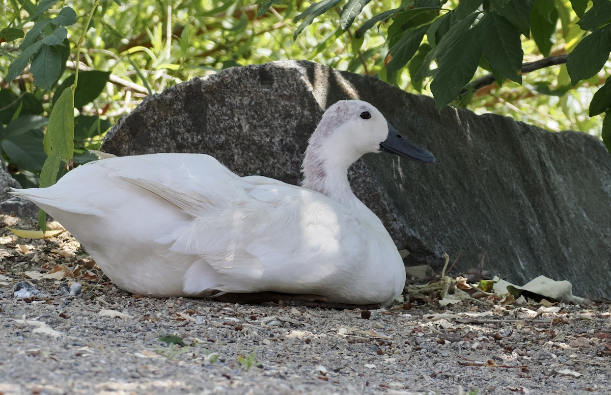 Graylag Goose (Domestic type) - ML618387216