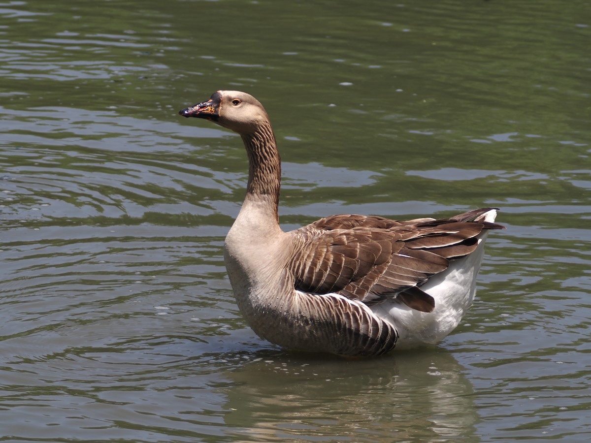 Graylag Goose (Domestic type) - ML618387220
