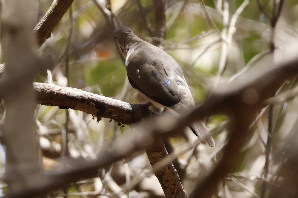 Blue-spotted Wood-Dove - ML618387234