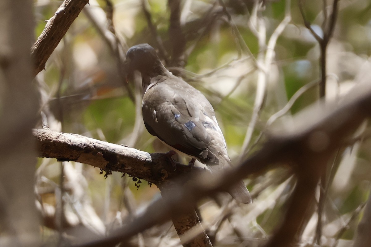 Blue-spotted Wood-Dove - ML618387235
