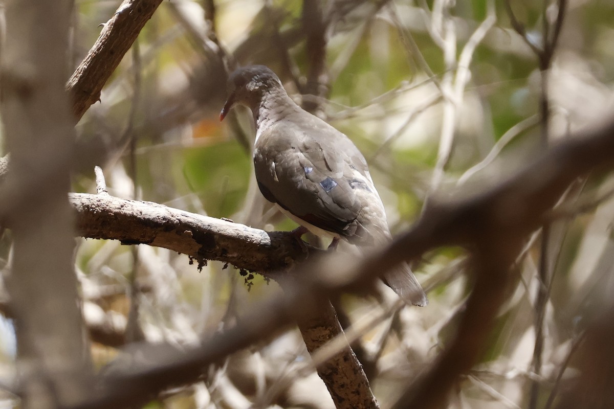 Blue-spotted Wood-Dove - ML618387236