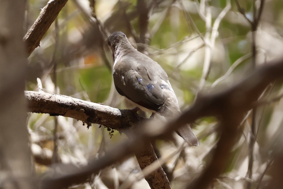 Blue-spotted Wood-Dove - ML618387237