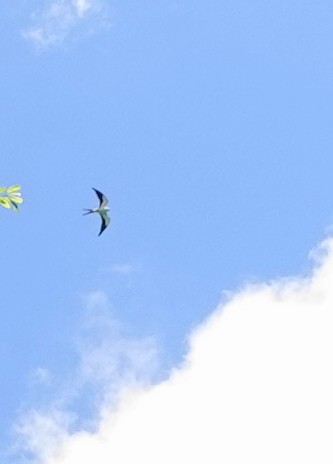 Swallow-tailed Kite - ML618387257