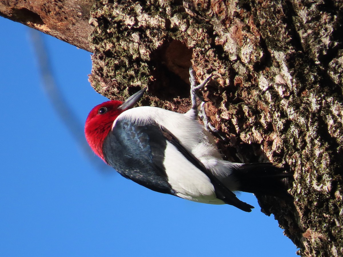 Red-headed Woodpecker - ML618387274