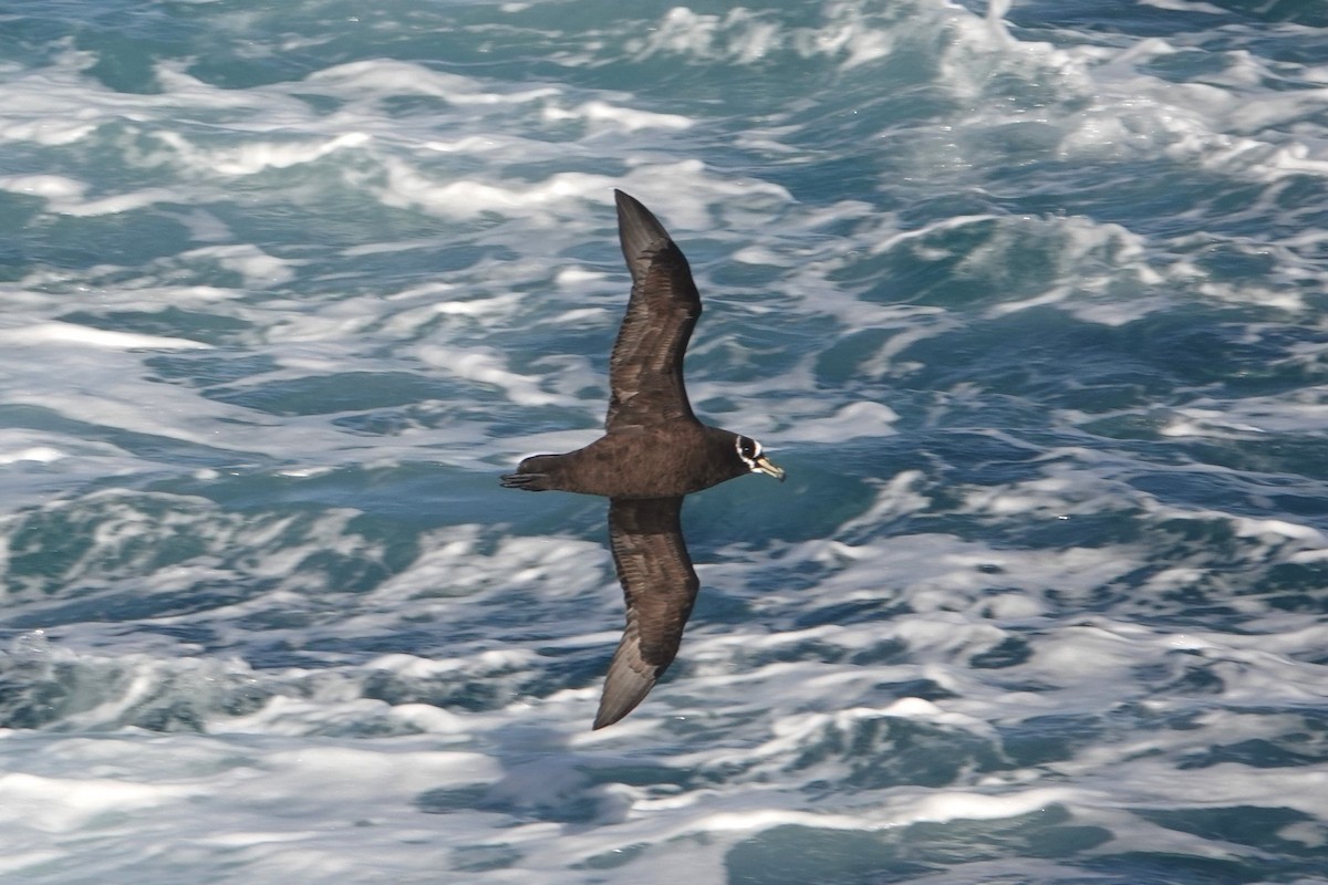 Spectacled Petrel - ML618387285