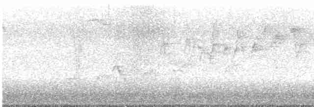 Дрізд-короткодзьоб Cвенсона - ML618387302