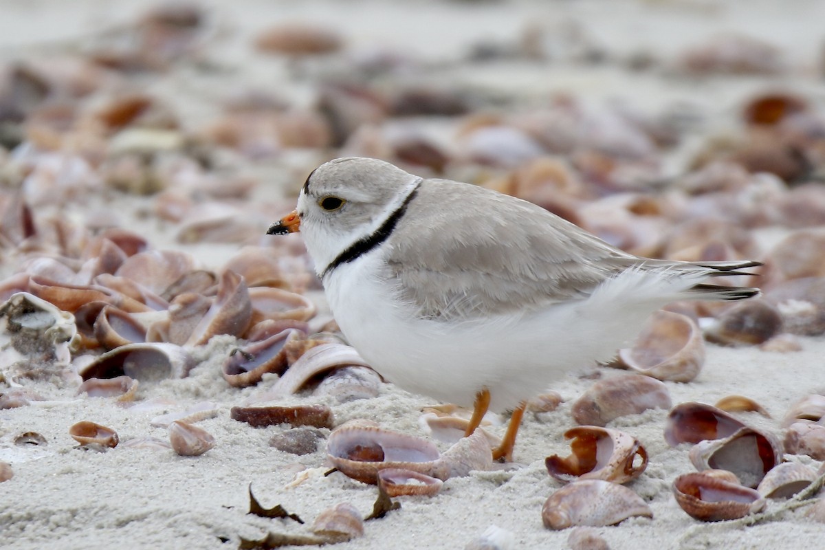 Piping Plover - ML618387310
