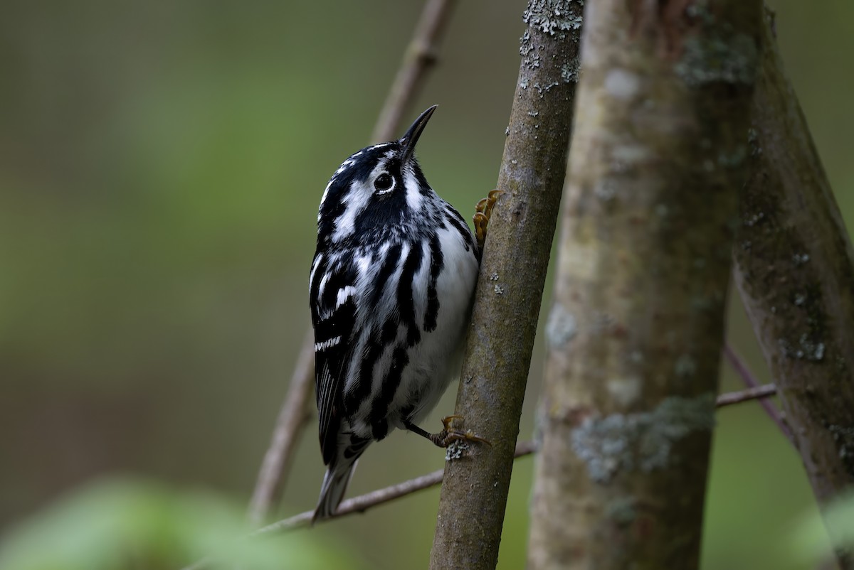 Black-and-white Warbler - ML618387322