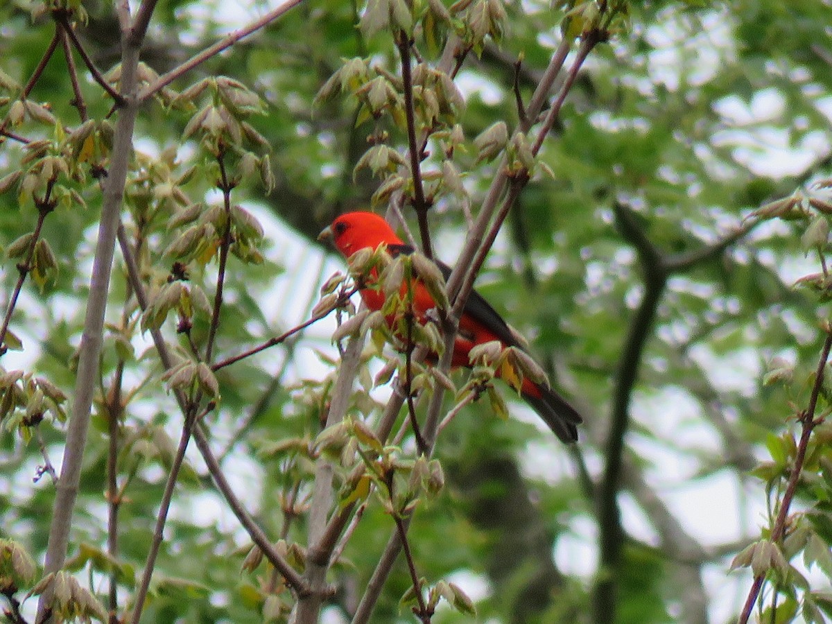 Scarlet Tanager - ML618387337