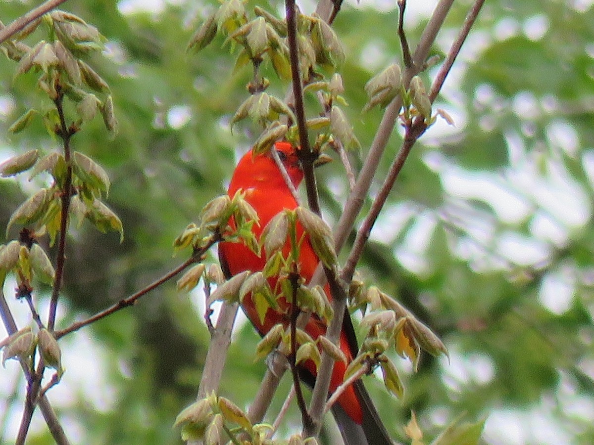 Scarlet Tanager - ML618387343