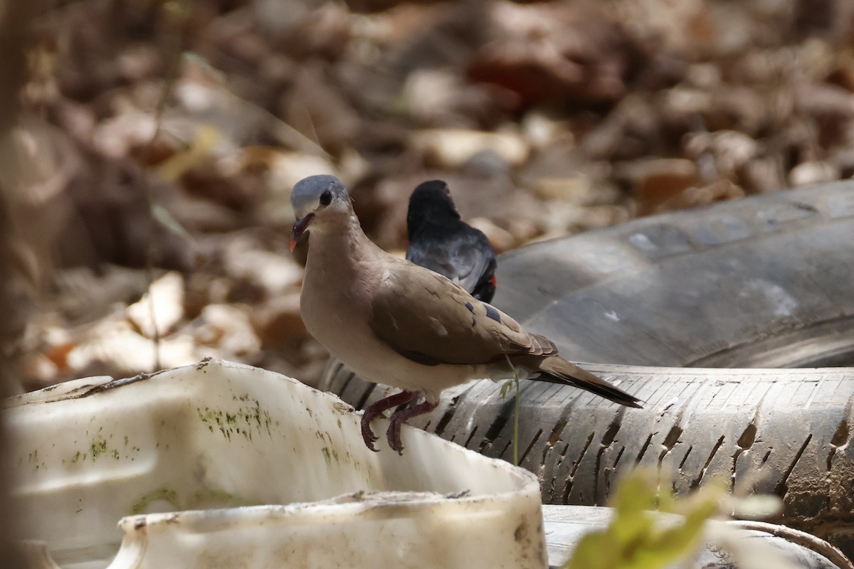 Blue-spotted Wood-Dove - ML618387369