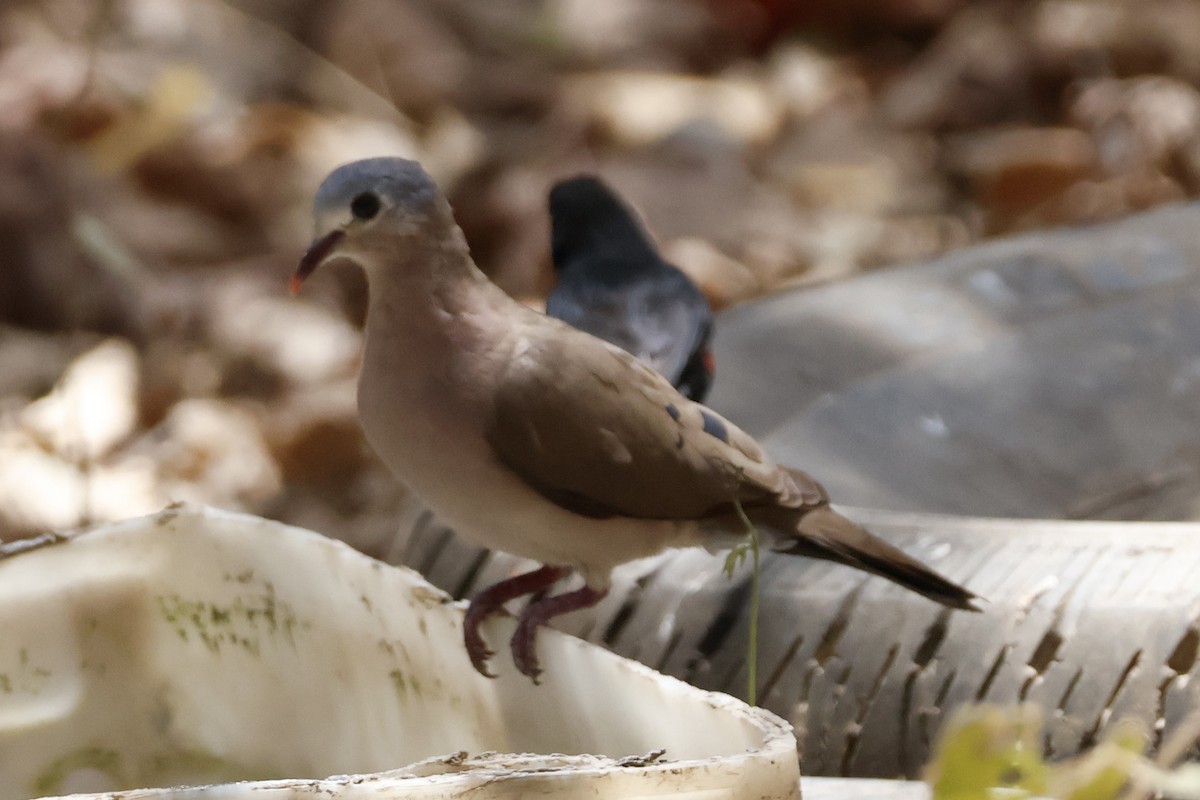 Blue-spotted Wood-Dove - ML618387370