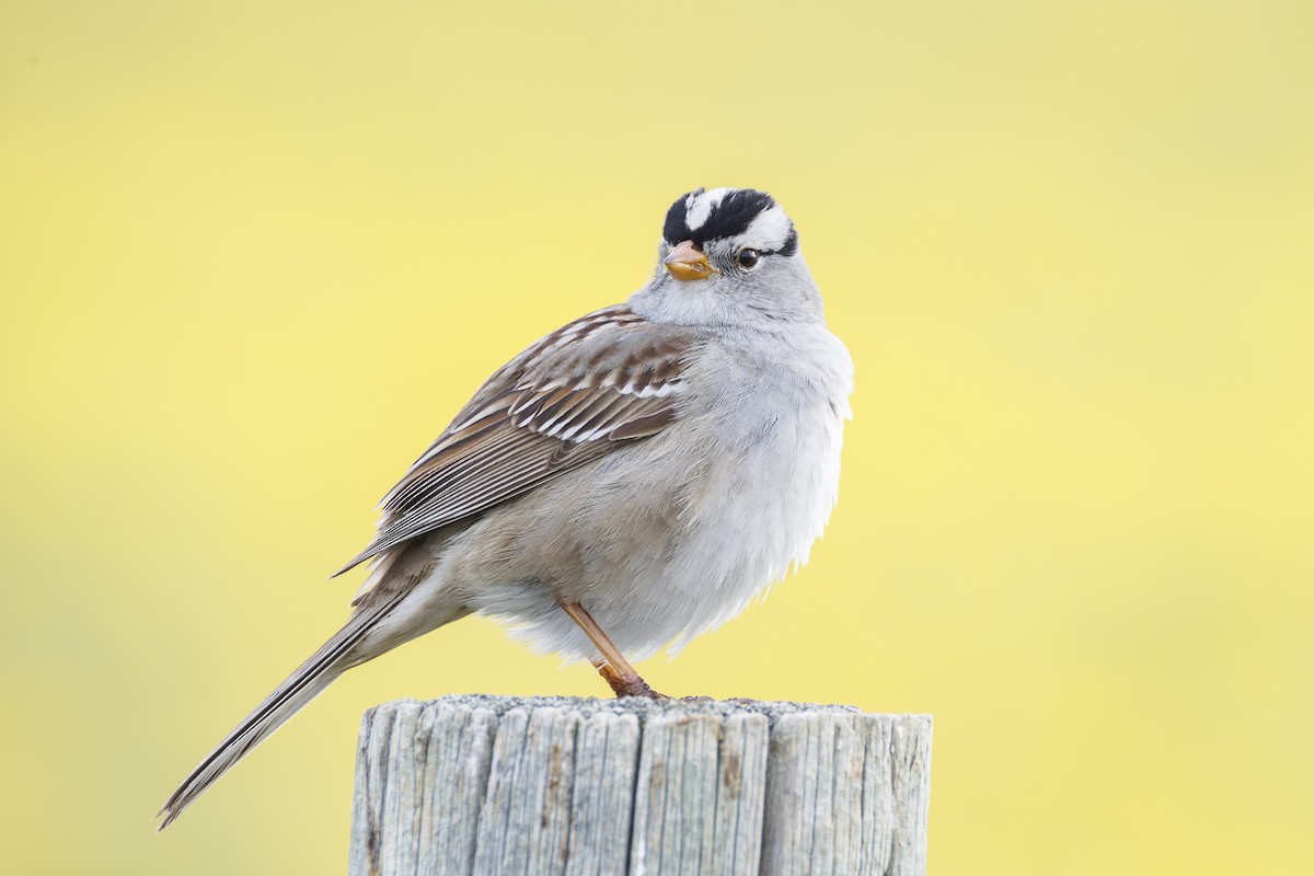 White-crowned Sparrow - ML618387374