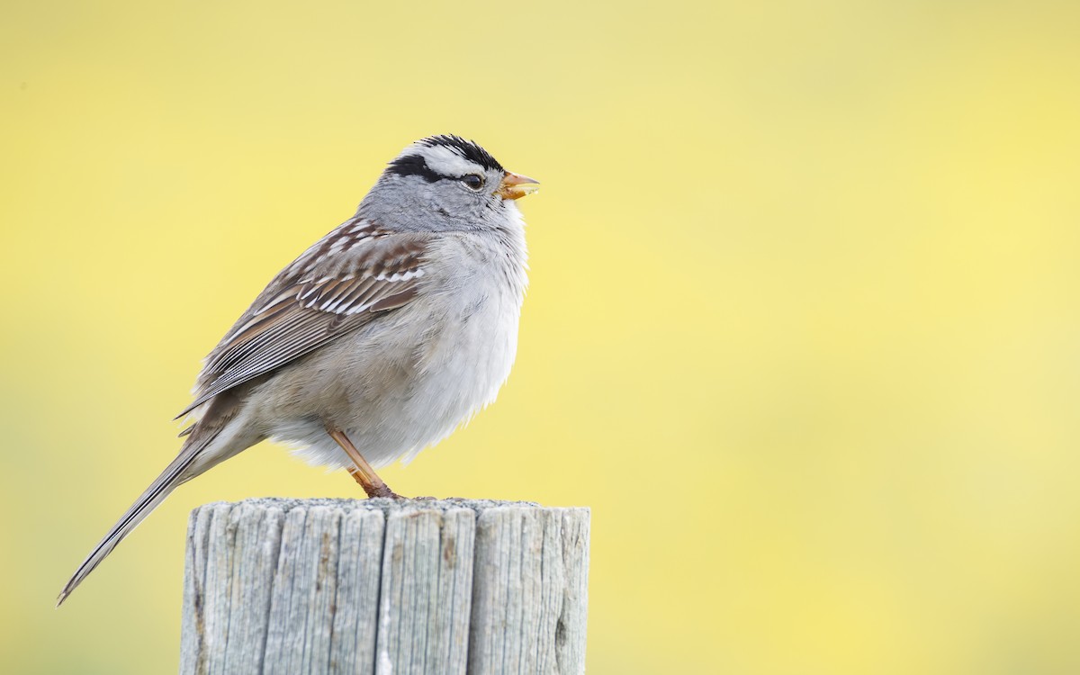 White-crowned Sparrow - ML618387378