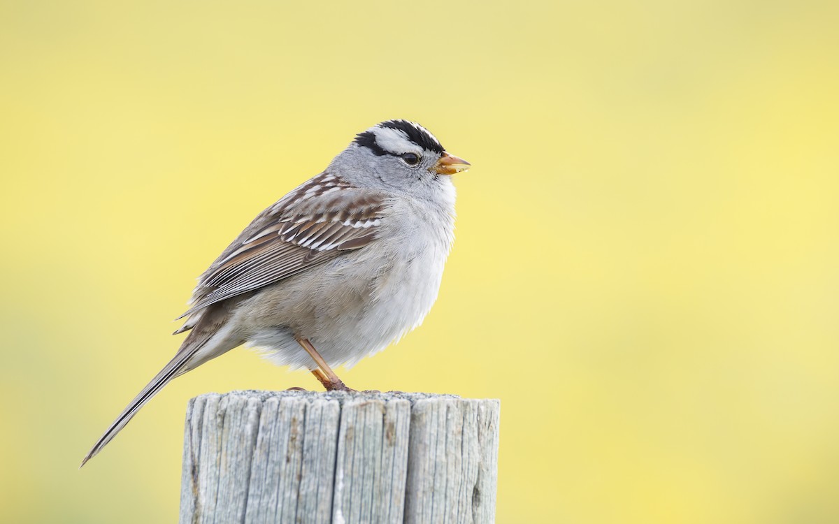 White-crowned Sparrow - ML618387379