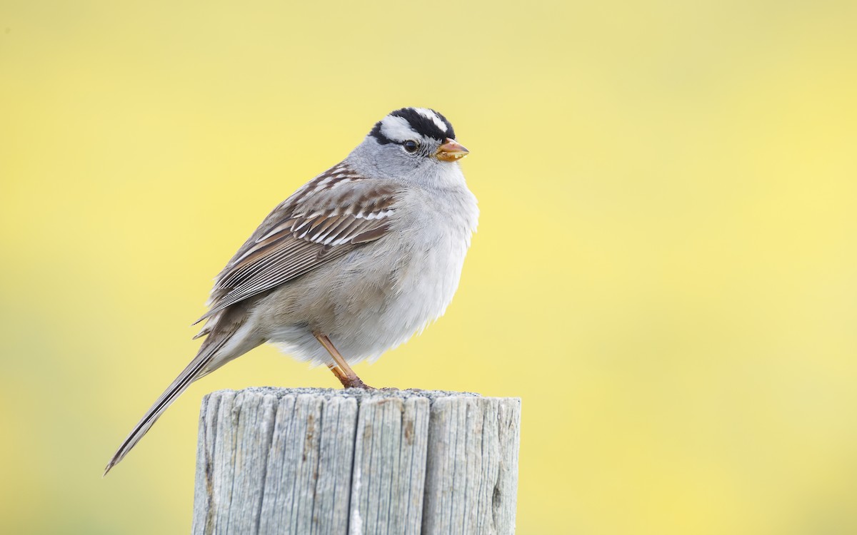 White-crowned Sparrow - ML618387381