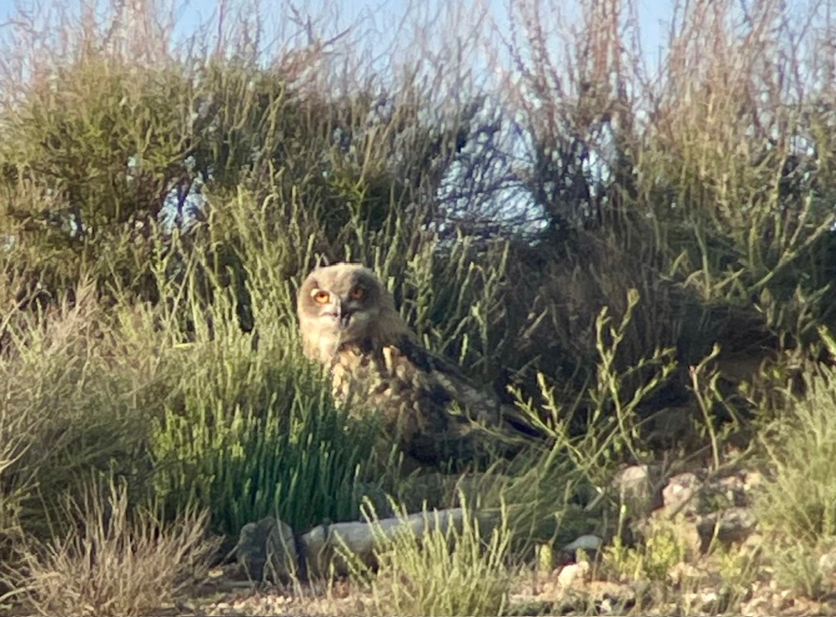 Eurasian Eagle-Owl - ML618387384