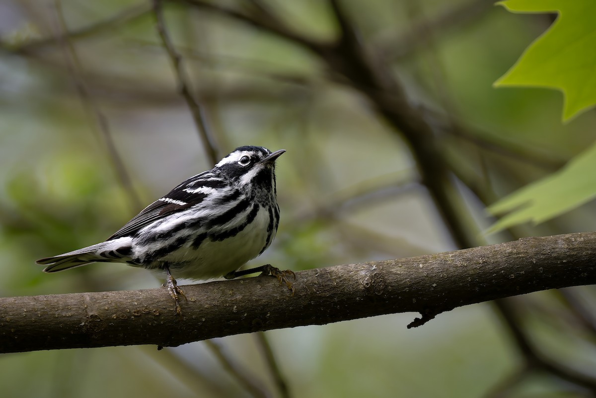 Black-and-white Warbler - ML618387393