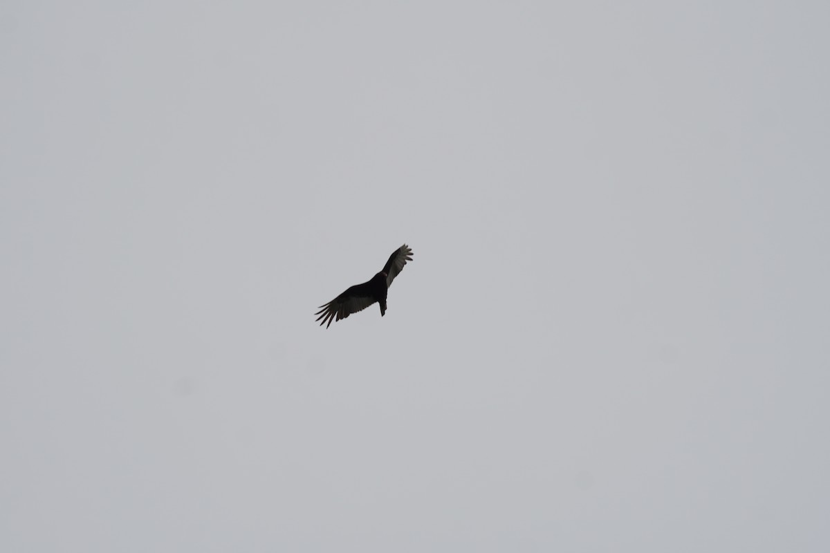 Turkey Vulture - ML618387399