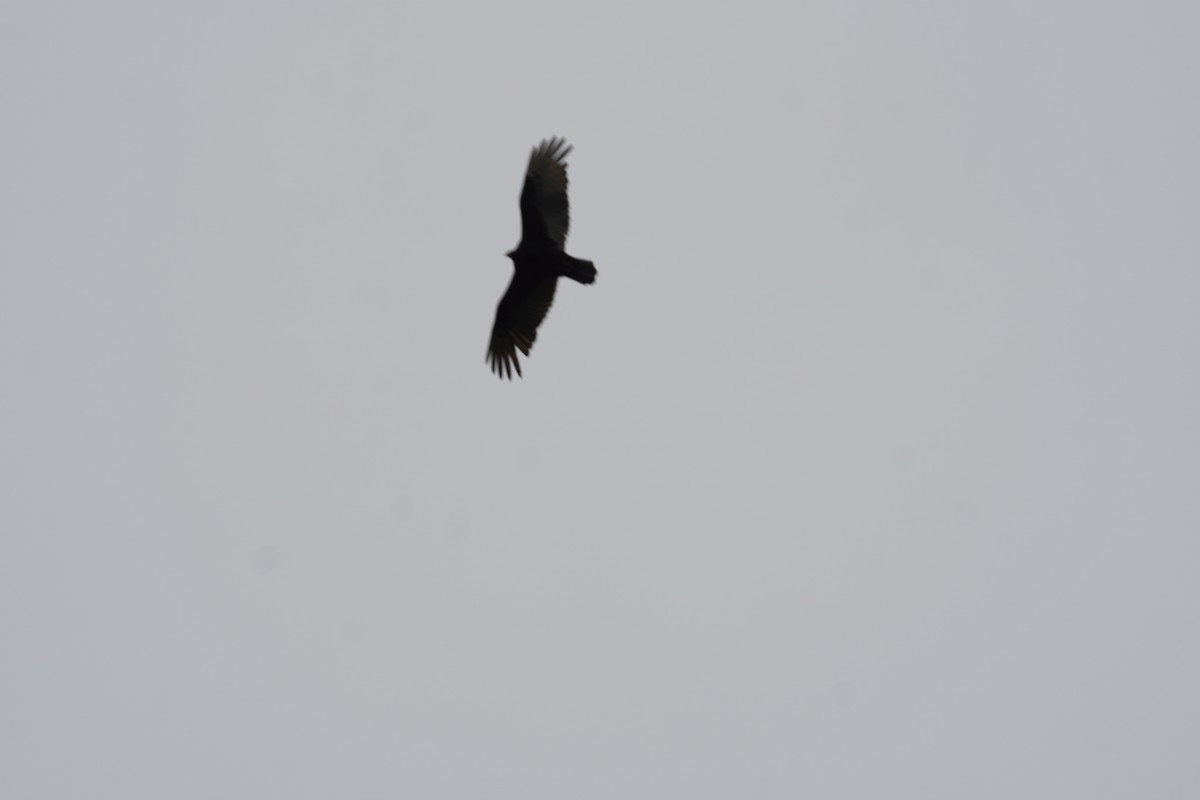 Turkey Vulture - ML618387400