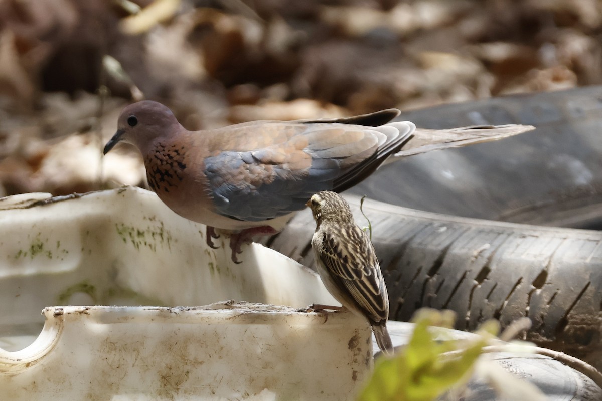 Laughing Dove - ML618387451