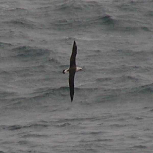 Laysan Albatross - ML618387477