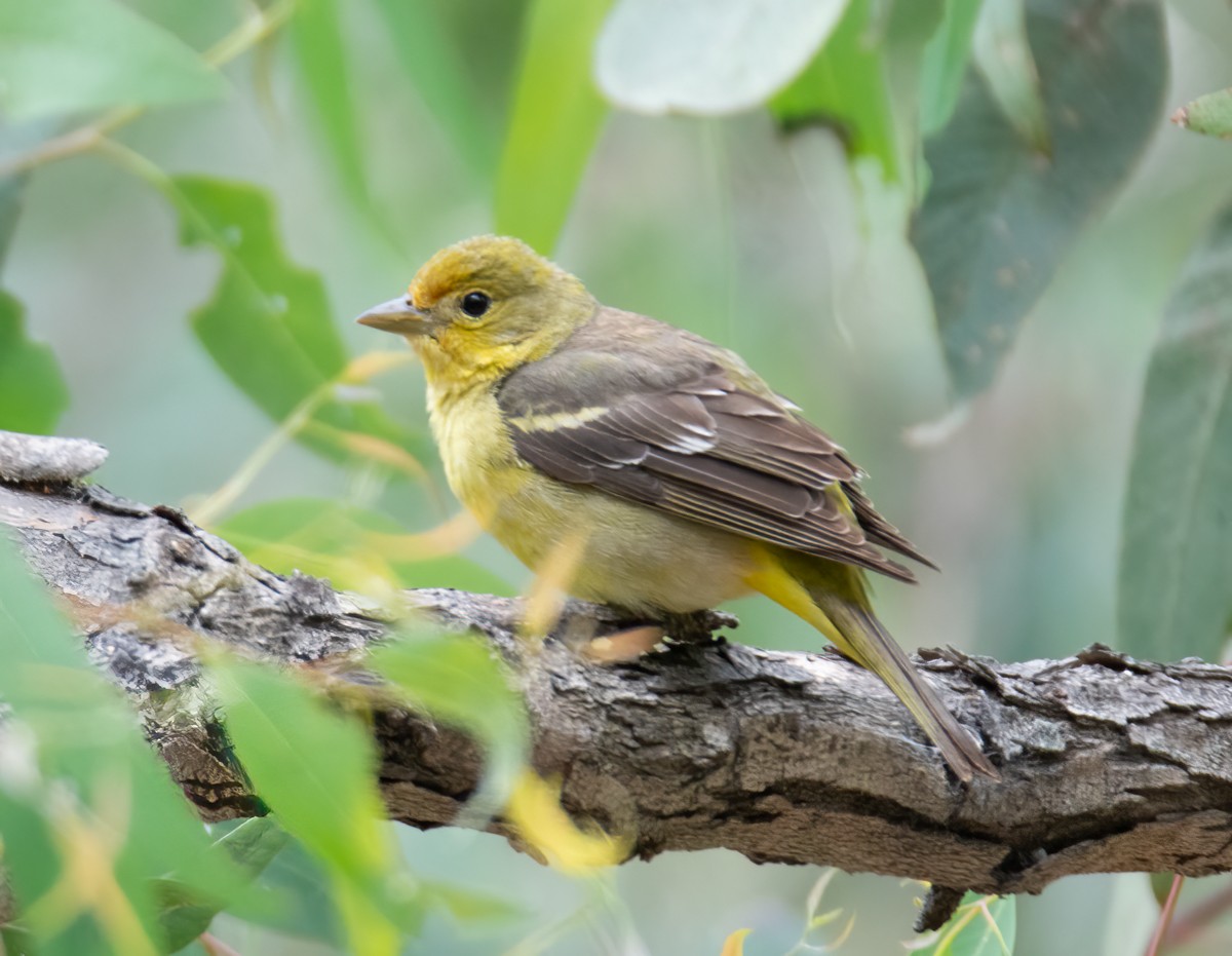 Western Tanager - ML618387480