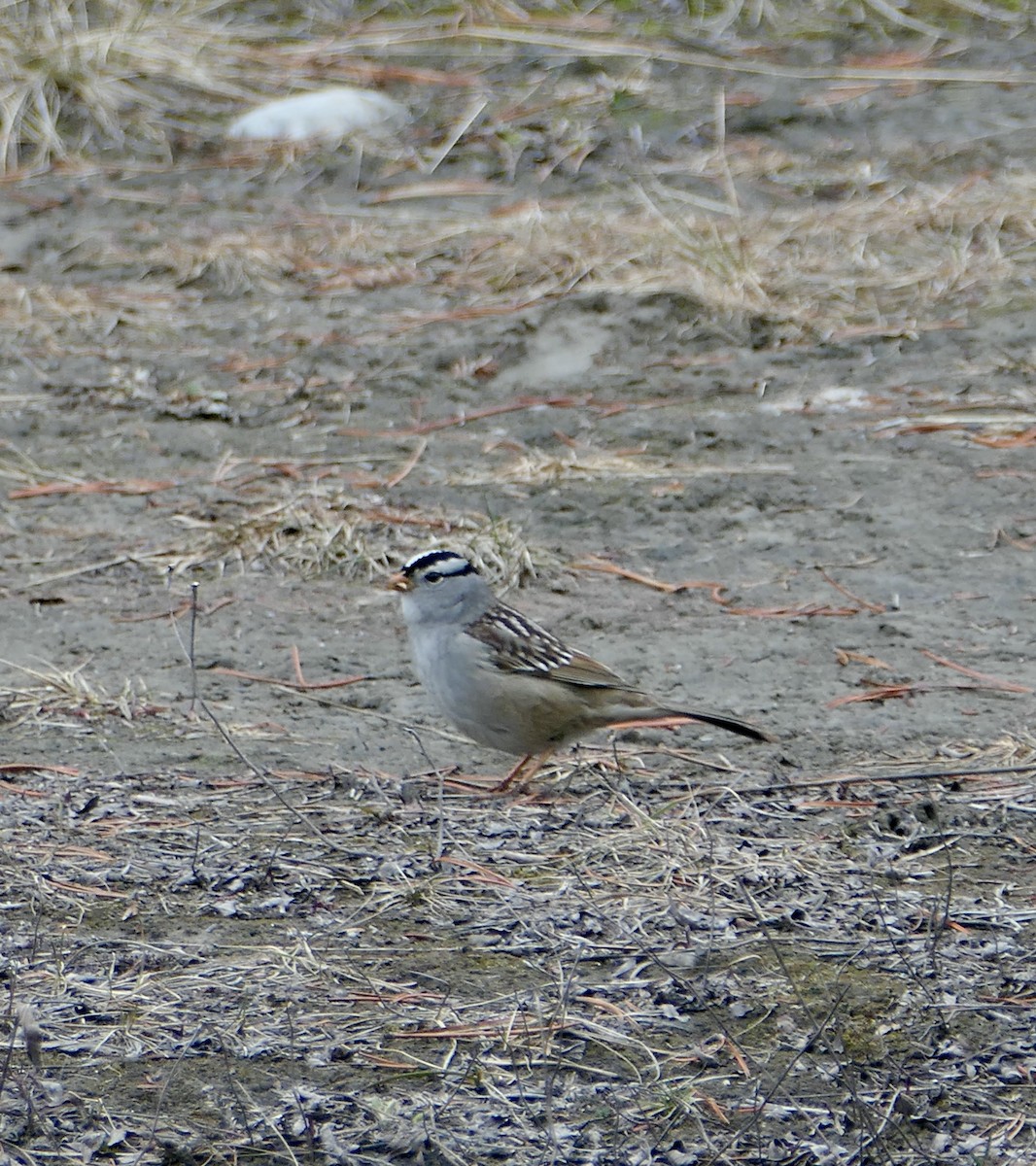White-crowned Sparrow - ML618387532