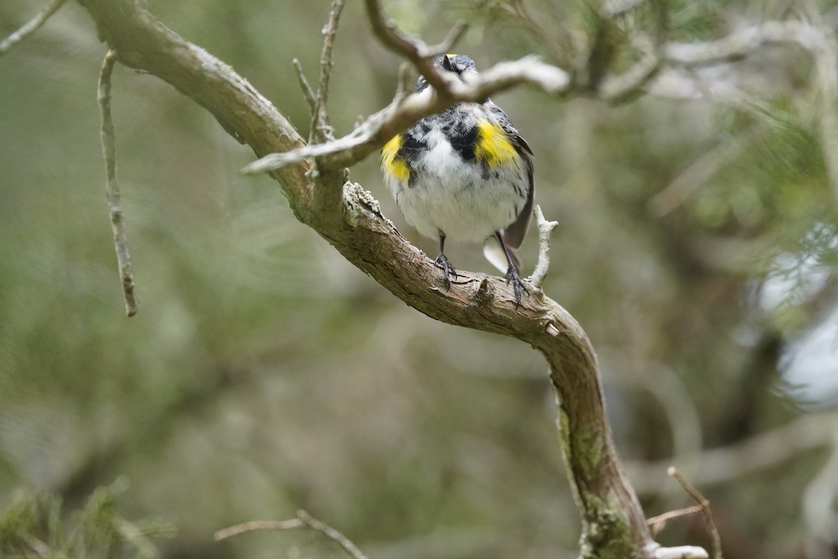 Yellow-rumped Warbler - ML618387591