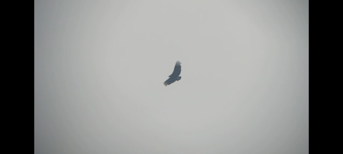 Black Vulture - ML618387592