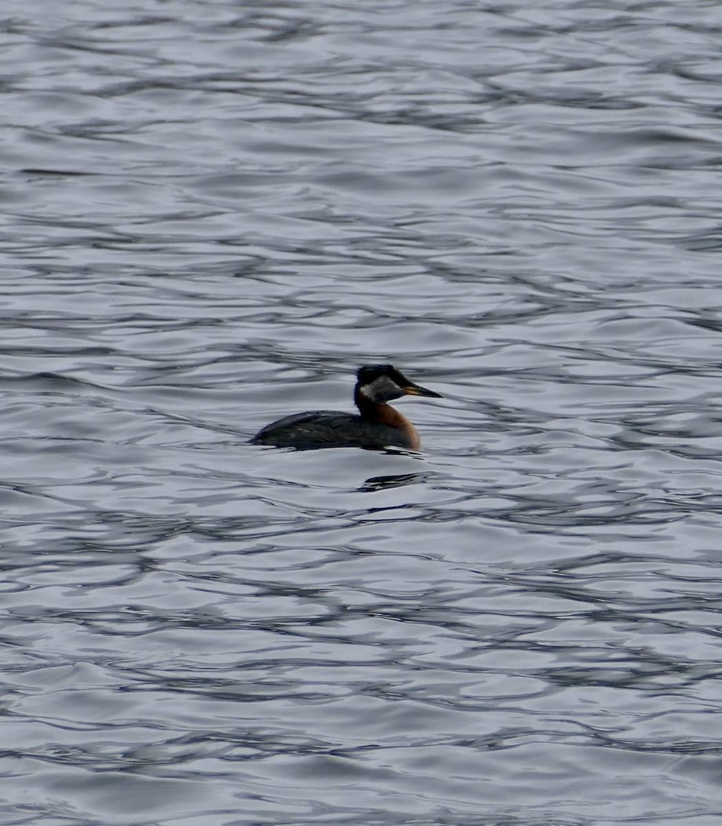 Red-necked Grebe - Jim St Laurent