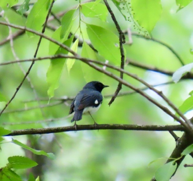 Black-throated Blue Warbler - ML618387614