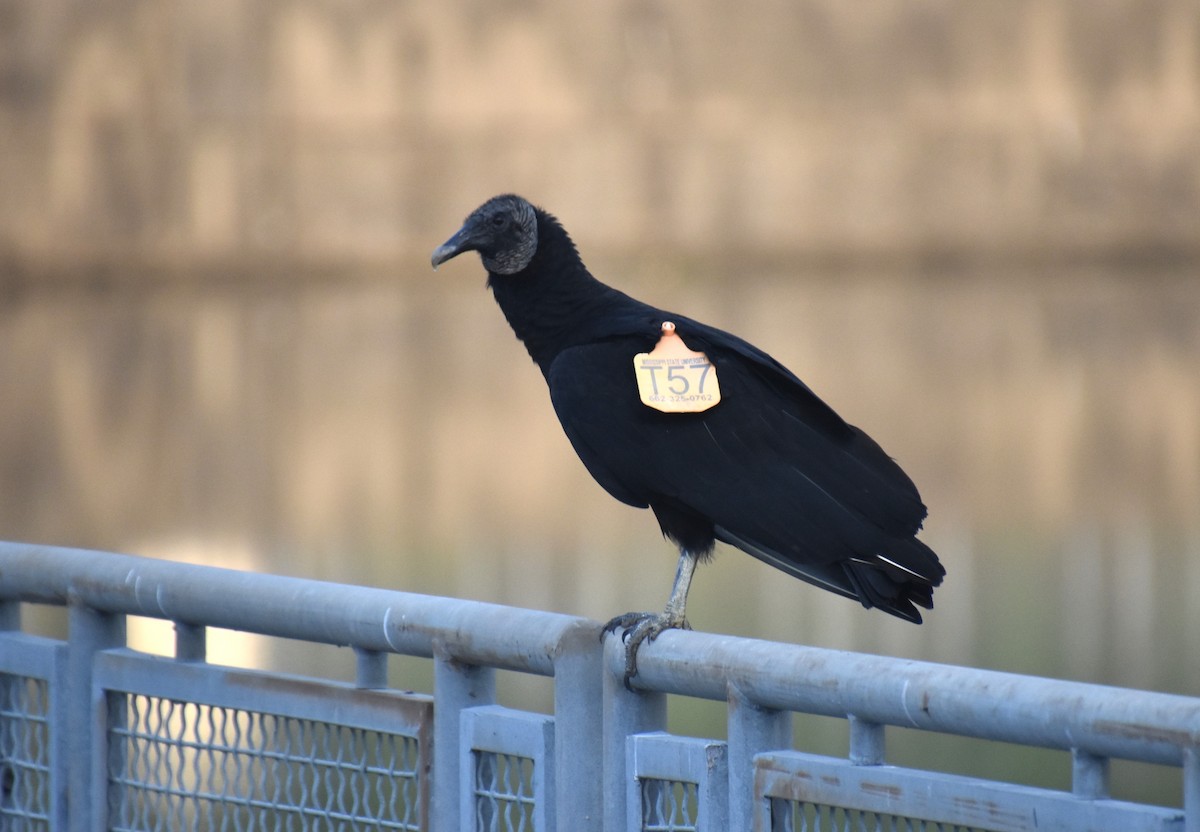 Black Vulture - Duncan  Fraser
