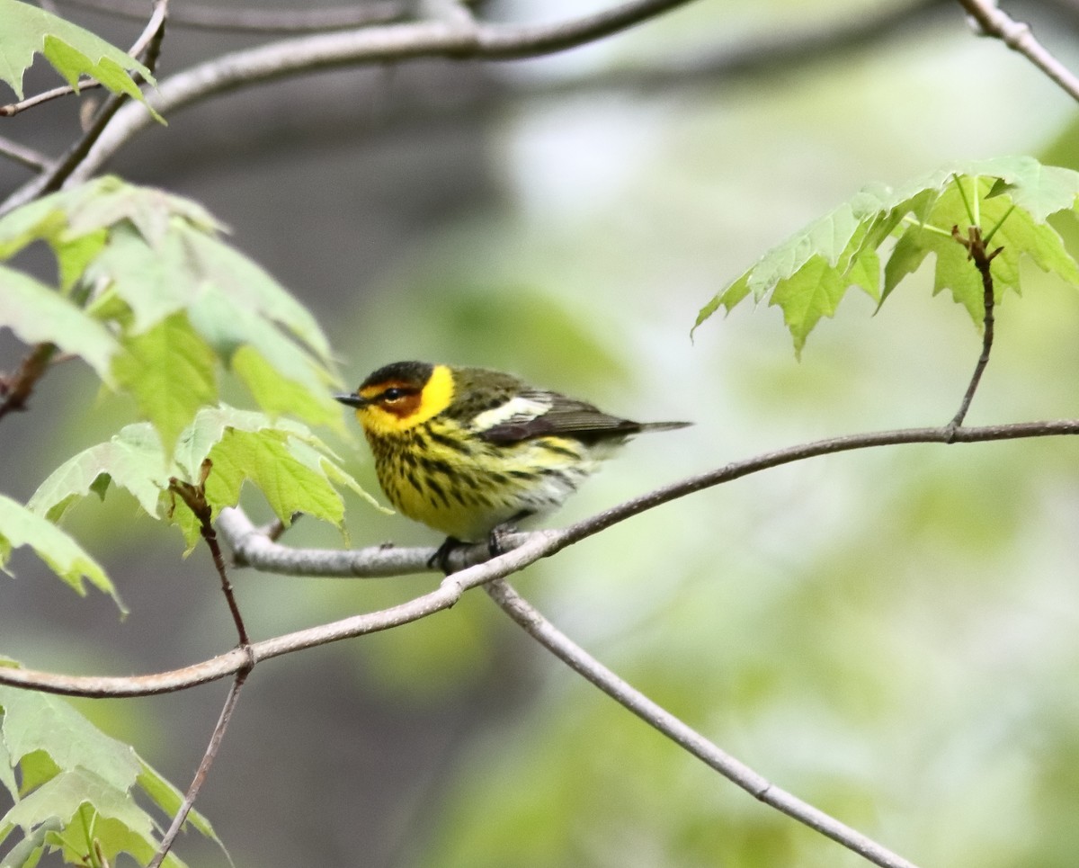 Cape May Warbler - ML618387797