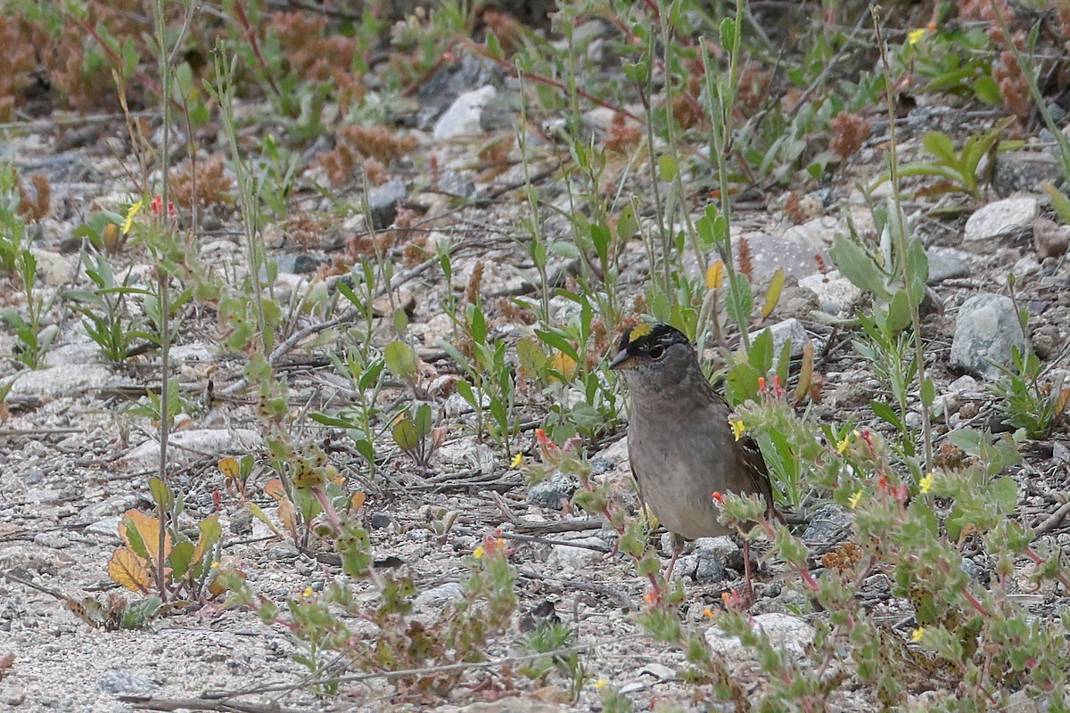 Golden-crowned Sparrow - ML618387811